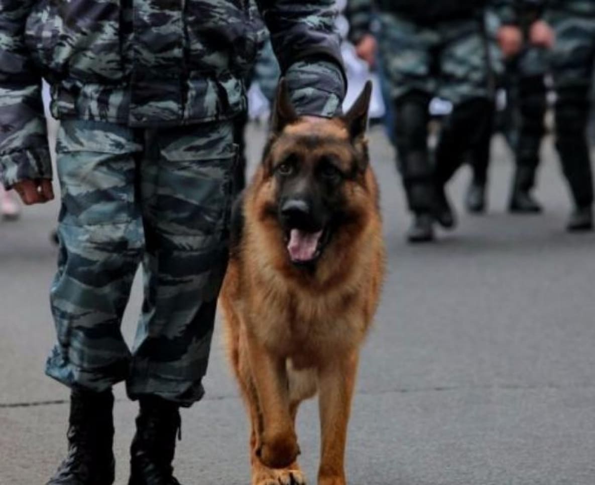 Служебные собаки в полиции